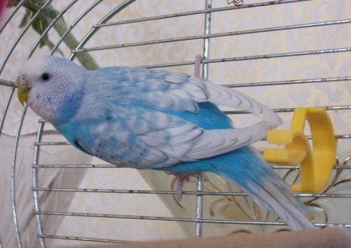 Попугай певчий голубой