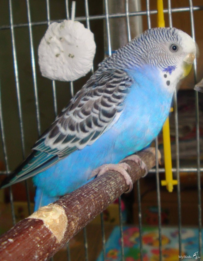 Волнистый попугайчик голубой