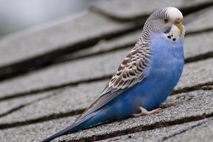 Волнистые попугайчики расцветки