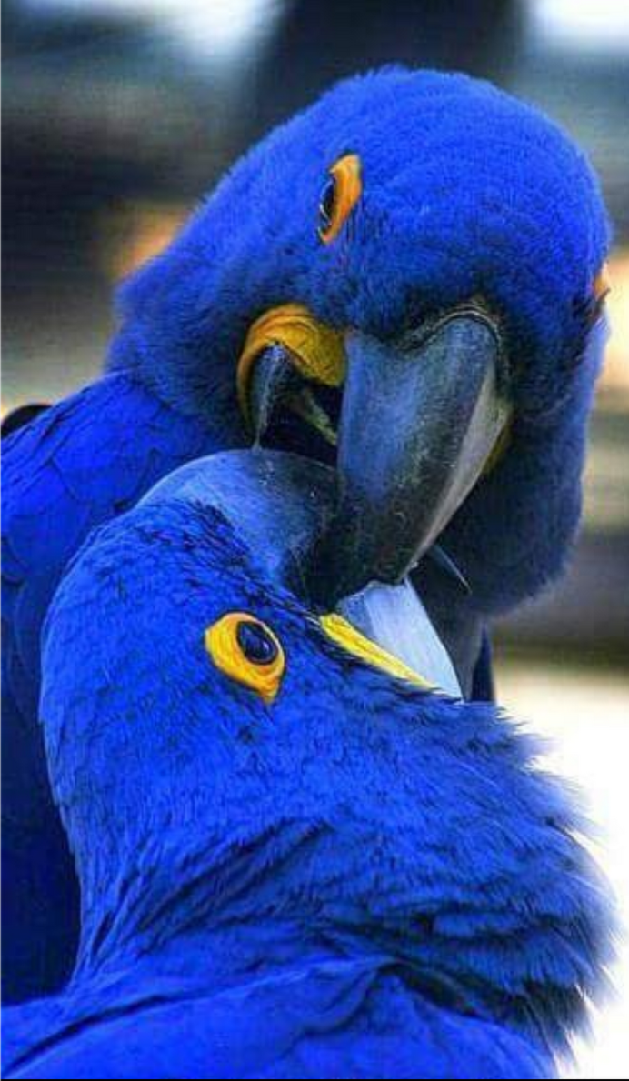 Волнистый попугайчик голубой