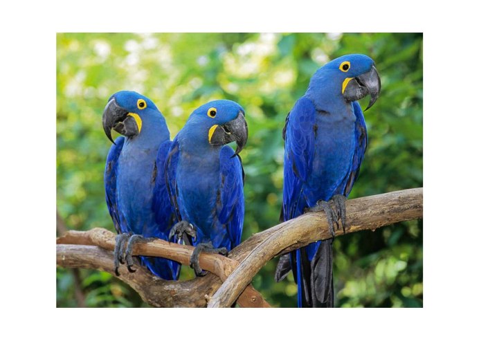 Попугай волнистый голубой