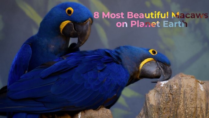 Волнистый попугай голубенький