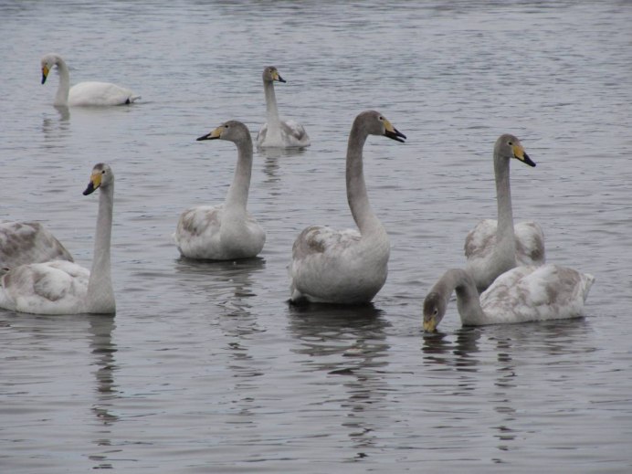 Two White Swans in the Park