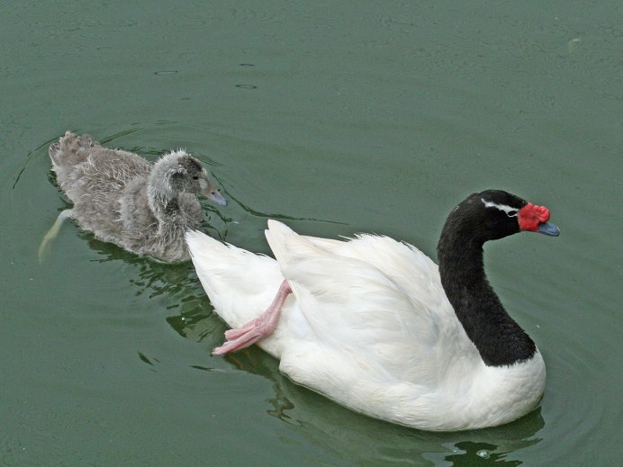 Cygnus melanocoryphus