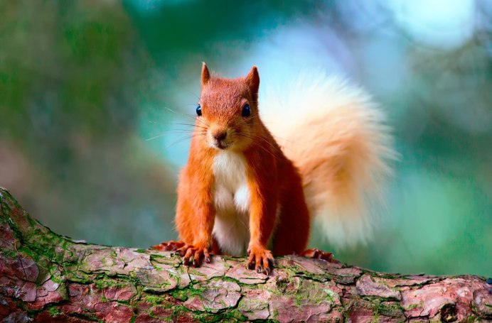 Sciurus vulgaris