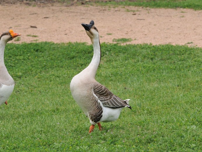Flock Decoys товары для охоты