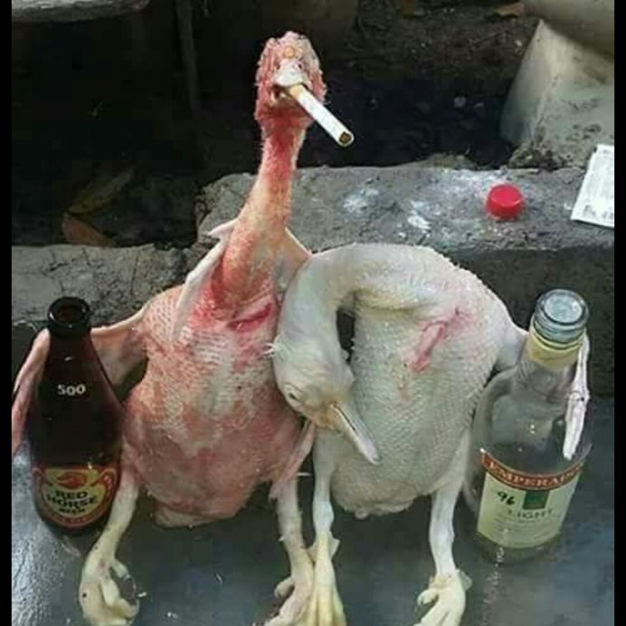 Померанский Гусь