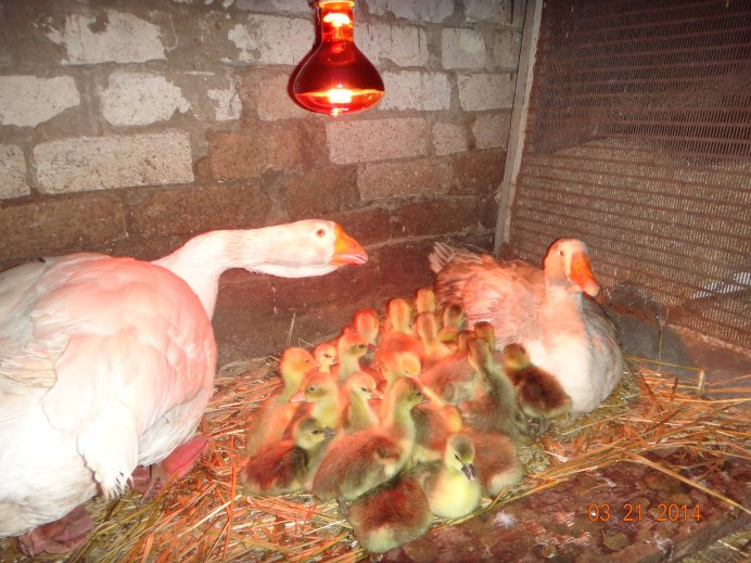 УГАРНЫЙ Гусь