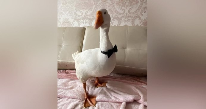 Взрослый Гусь