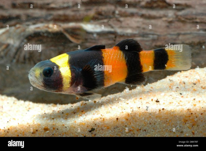 Брахигобиус - Brachygobius xanthozona