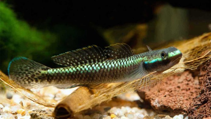Бычок инженер Pholidichthys leucotaenia