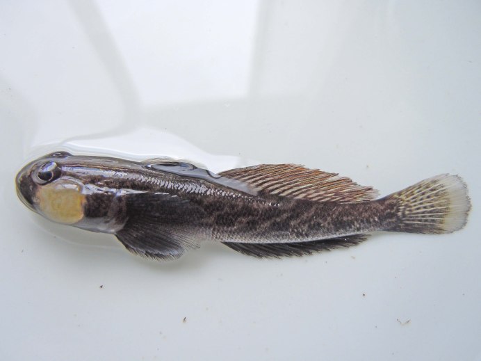 Gobiodon okinawae