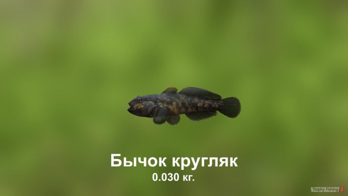 Бычок оранжево-пятнистый, m /Valenciennea puellaris m