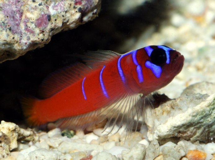 Cryptocentrus cinctus