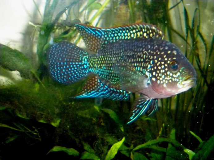 Rhinogobius chiengmaiensis