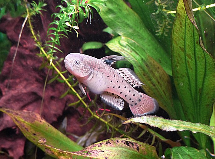 Pholidichthys leucotaenia