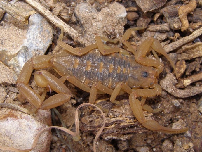 Палестинский Скорпион генурис