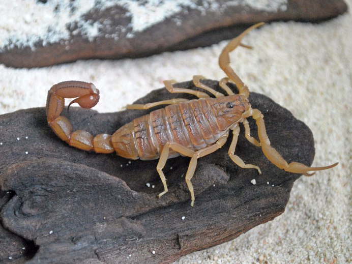 Centruroides sculpturatus Скорпион