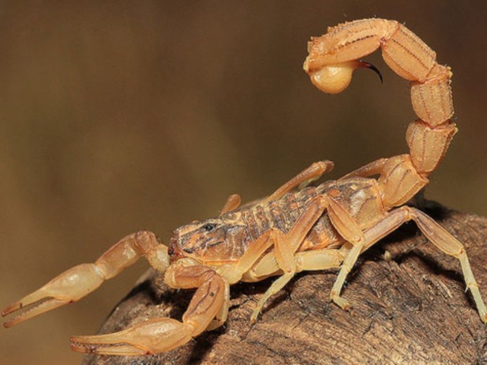 Аризонский древесный Скорпион