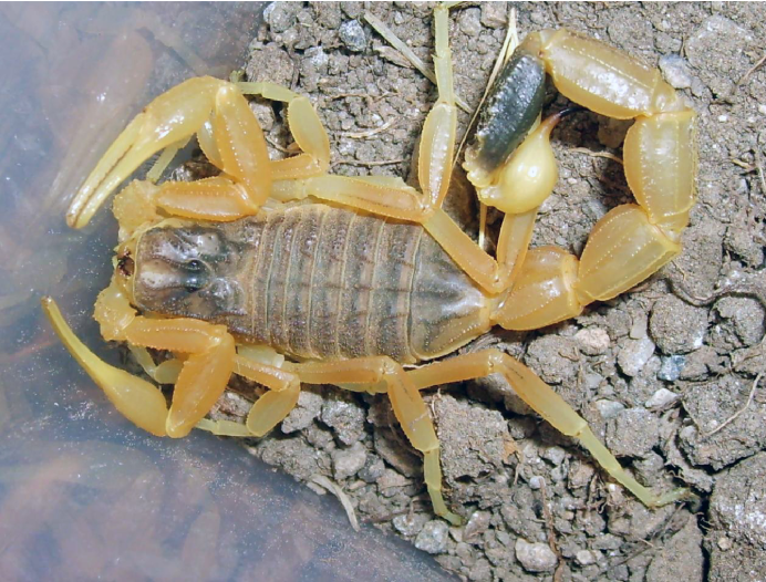 Аризонский волосатый Скорпион