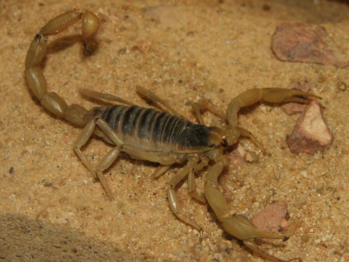 Андроктонус Аустралис