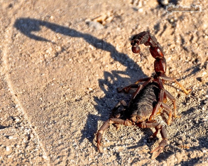 Heterometrus longimanus