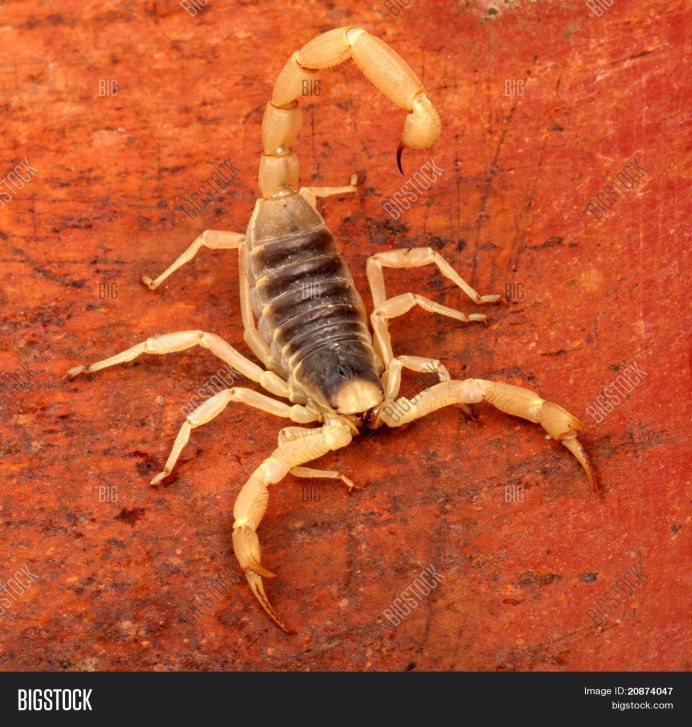 Маленький желтый Скорпион