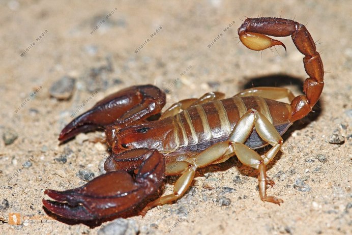 Императорский Скорпион (Pandinus Imperator)