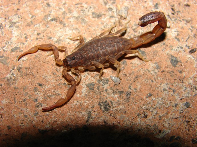 Heterometrus spinifer