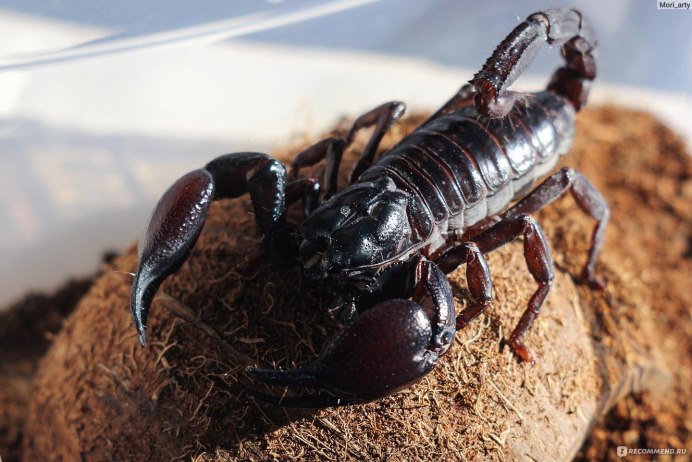 Скорпион Лейрус