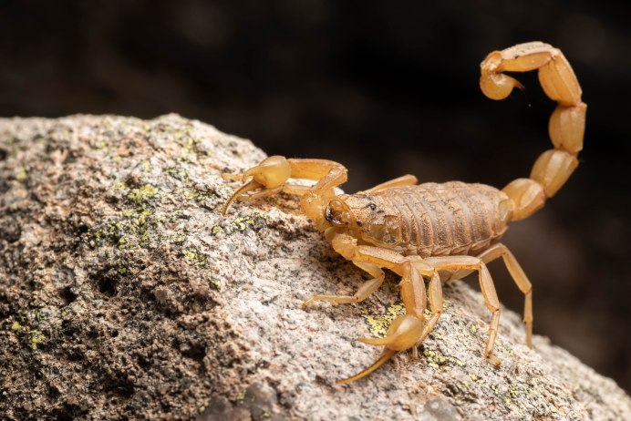 Скорпион Euscorpius