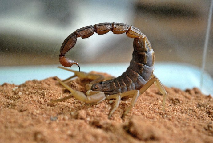 Centruroides sculpturatus Скорпион
