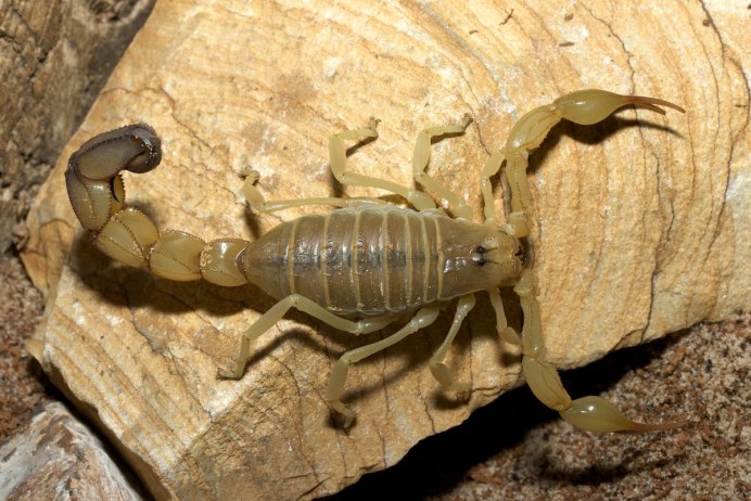 Скорпион Centruroides