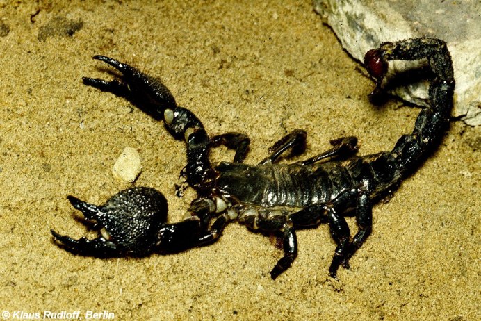 Скорпион Heterometrus petersi