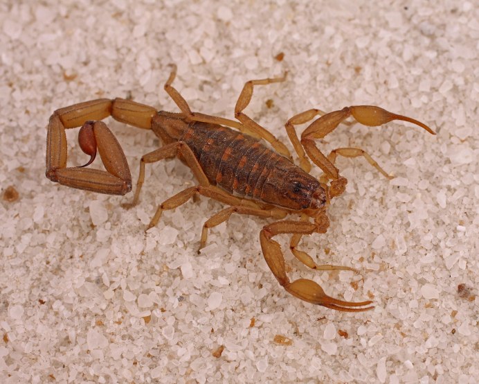 Гетерометрус спинифер