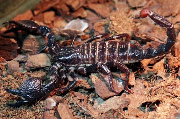 Heterometrus cyaneus