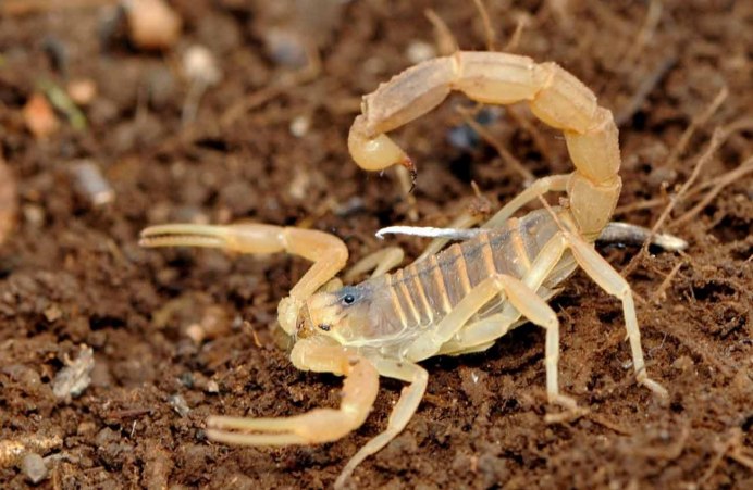 Heterometrus cyaneus