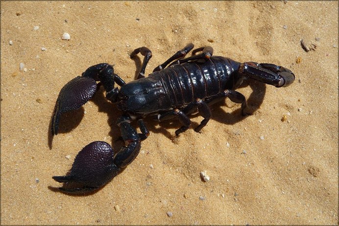 Скорпион Еллоу