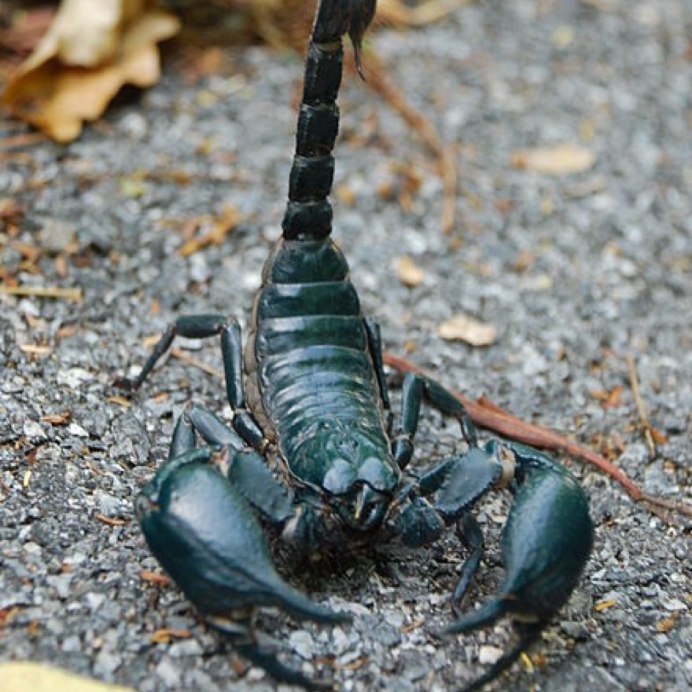 Маньчжурский золотой Скорпион