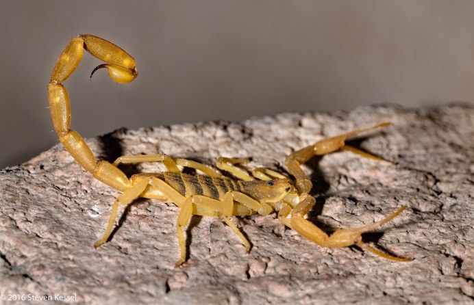 Скорпион коричневый