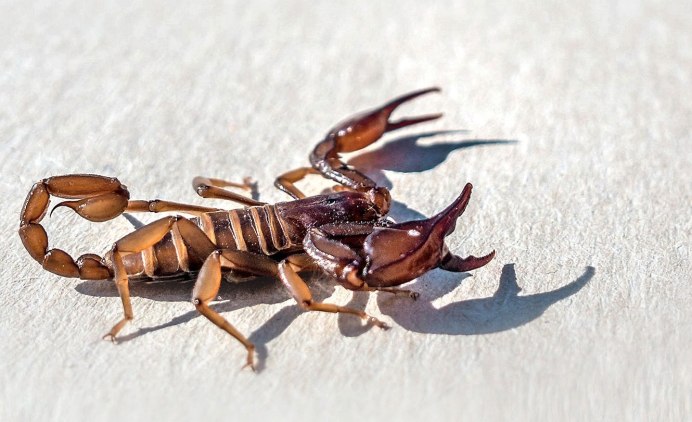 Главный Скорпион насекомых