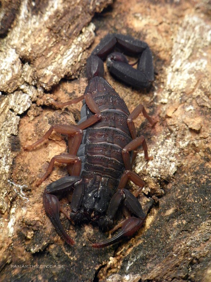 Стрипедтальский Скорпион