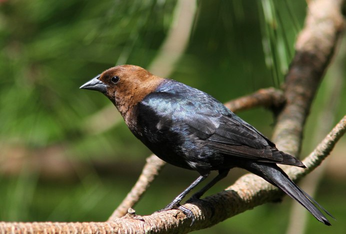Turdus migratorius