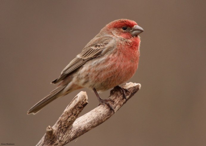 Зеленушка (Chloris Chloris)
