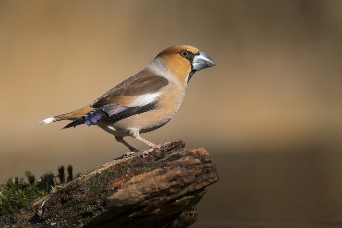 Щегол (Carduelis Carduelis)