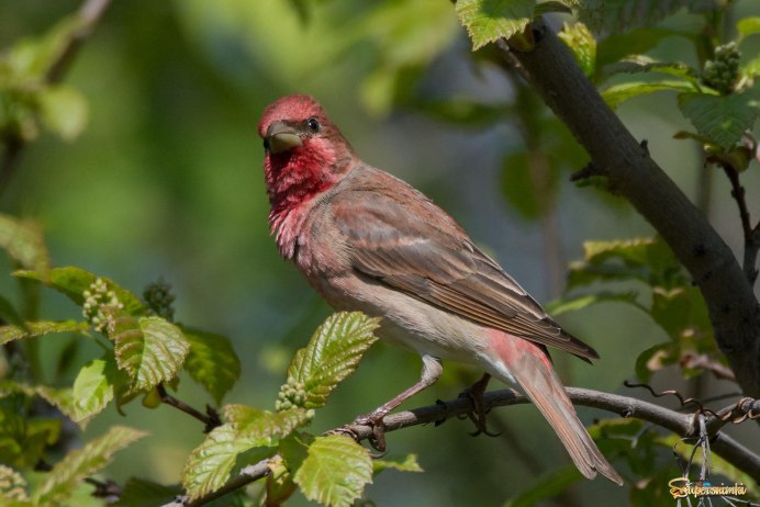 Зяблик (fringílla COÉLEBS)