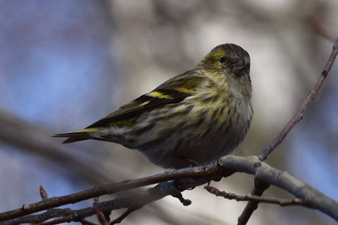 Carpodacus mexicanus