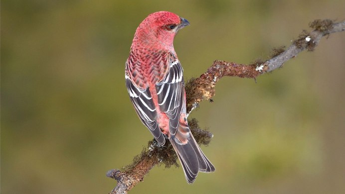 House Finch птица