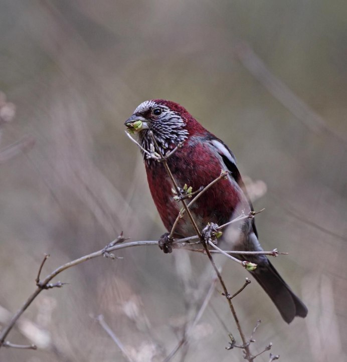 Птица Purple Finch