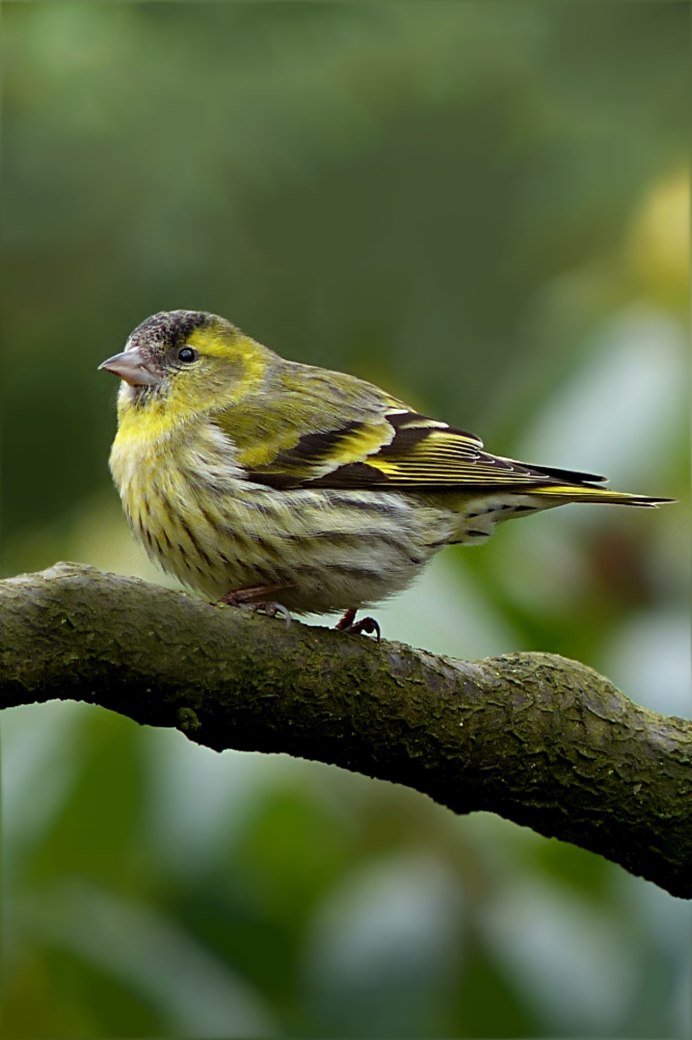Чиж (Spinus Spinus l.)